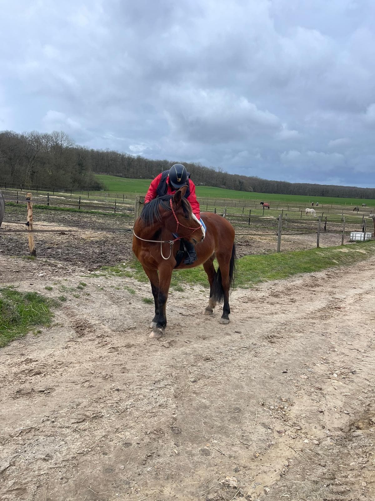 Audrey Lecomte partage un moment de complicité avec un cheval bai en extérieur