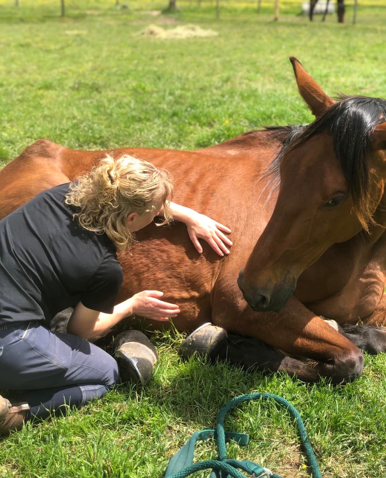 Audrey Lecomte, ostéopathe animalière, en séance auprès d'un cheval allongé dans l'herbe