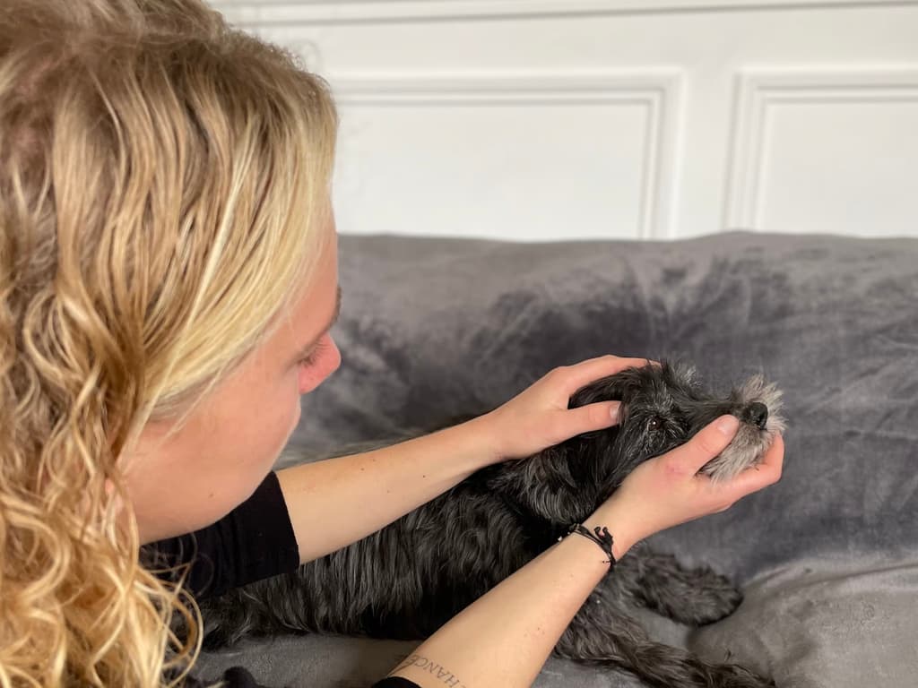 Audrey Lecomte réalise une manipulation ostéopathique douce sur un petit chien gris à domicile