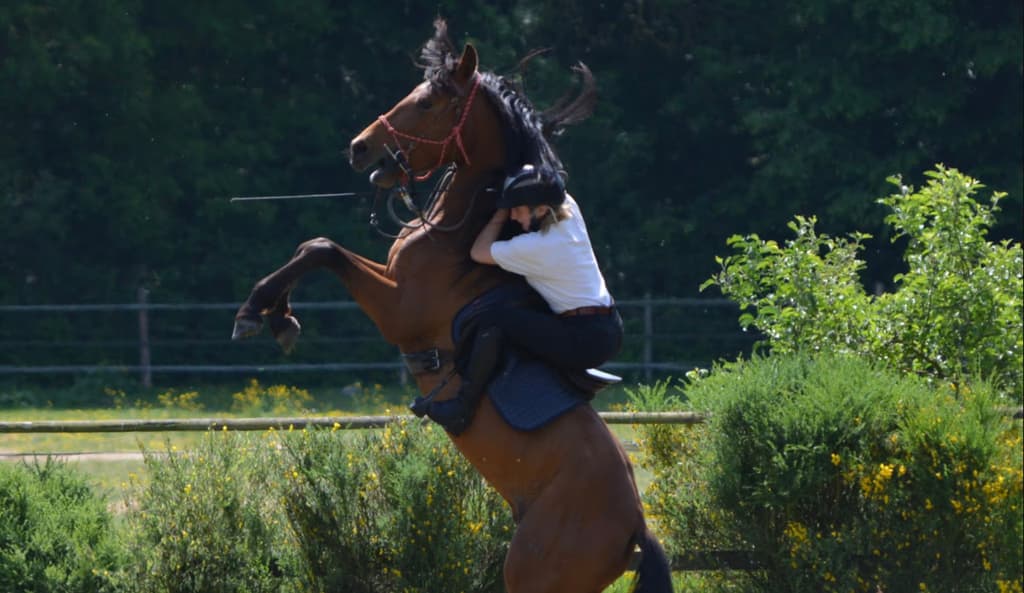 Cheval en cours de rééducation comportementale en extérieur